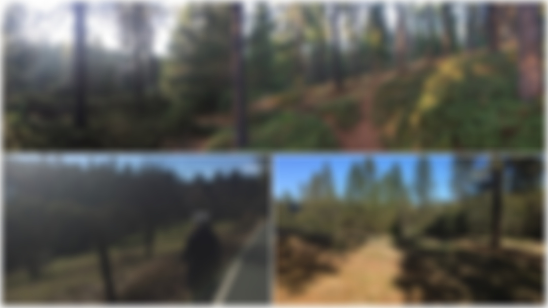 Nothing beats walking through the forest