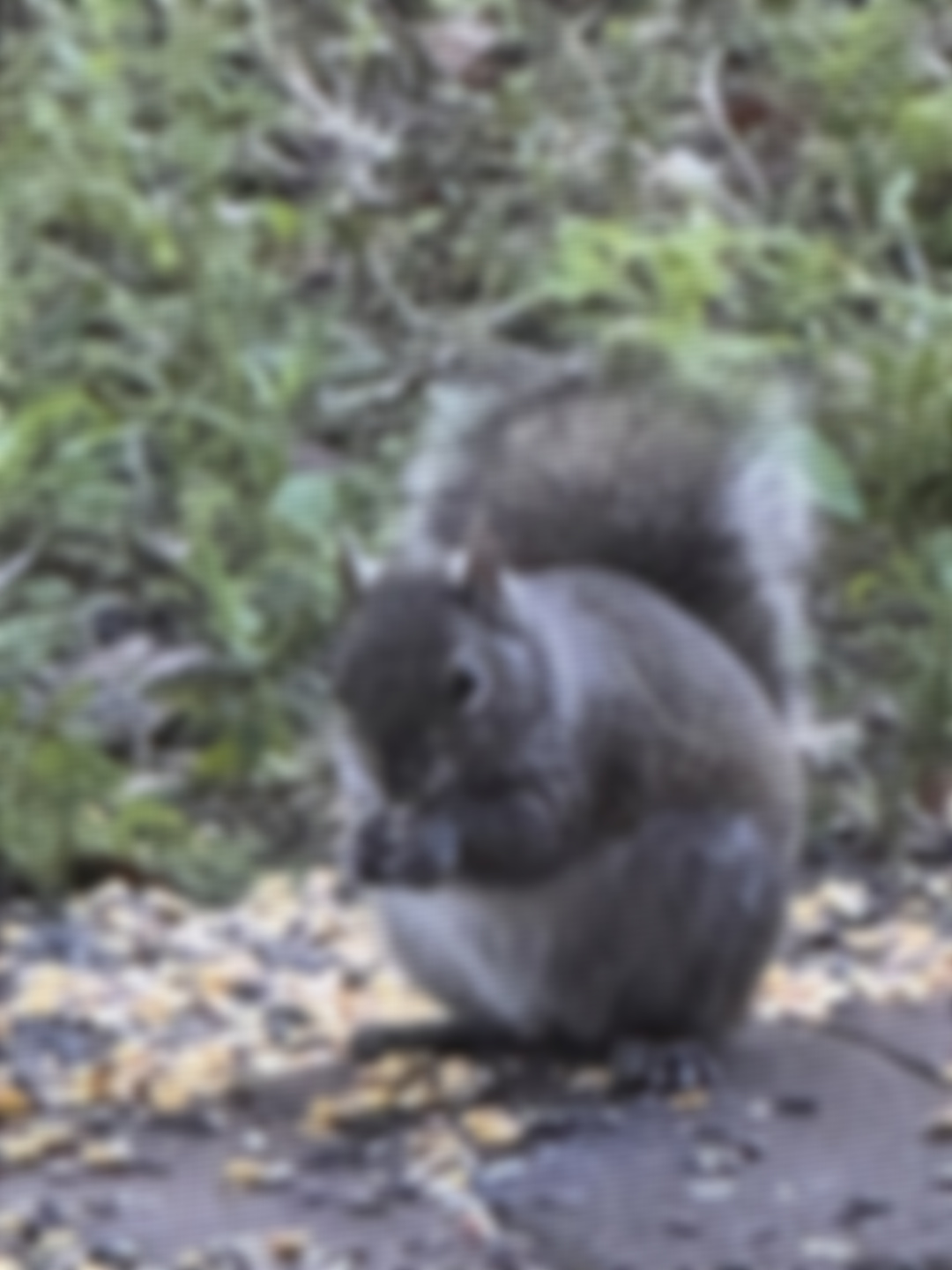 AdorkableNerd Hasnt left 